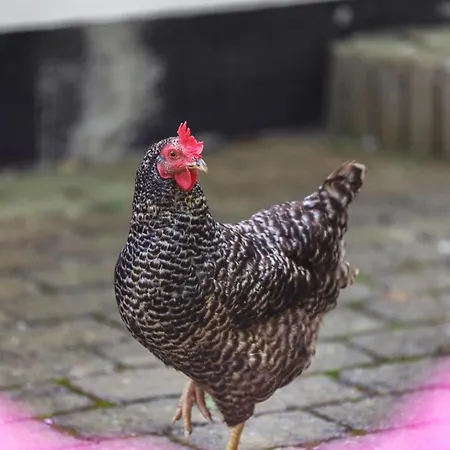 Tatil Evi Beautiful In With House Sea View *