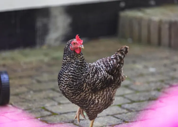 Vakantiehuis Beautiful In With House Sea View *